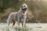 Irish-Wolfhound-standing-in-a-field.jpg