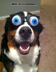 surprised-dog_o_1950883.jpg