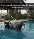 labs in water.jpg