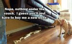 dog-bone-hoarder-couch-889x540.jpg