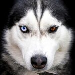 siberian-husky-portrait.jpg