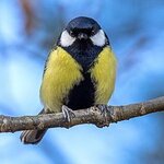 Birds_of_Sweden_2016_37.jpg