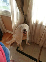 hiding-ninja-funny-dogs-31__605.jpg