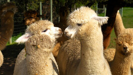 alternating_livestock-llama-1.jpg