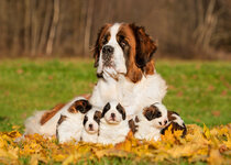 Sint-bernard-met-puppies.jpg