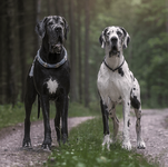 Great-Danes.png