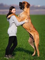 greatdanes-pixa2.jpg