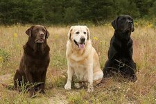 Labrador-Retrievers-three-colors.jpg