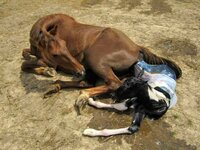 Newborn Horse.jpg