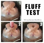 FloofTest succeed.jpg