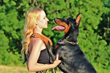 doberman-pinscher-temperament.jpg