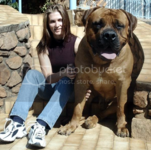 Boerboel.png