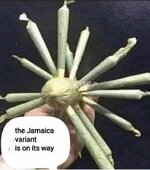 Jamaica Variant.jpg