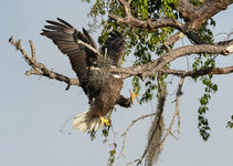 david-eppley_the-majestic-and-graceful-bald-eagle_custom-ff994c604b45c15b7a6c2065179a18ae32bf6...jpg