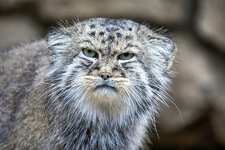 3-pallass-cat-otocolobus-manul-artush-foto.jpg