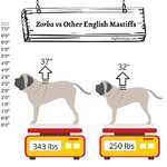 zorba-vs-other-mastiffs.jpg