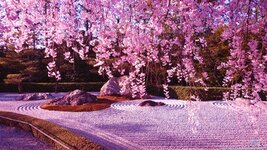 Japanese Cherry Blossom Garden Wallpaper.jpg