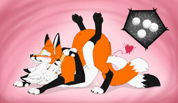 cutefox_foxbreeding.jpg