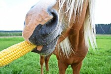 horse-eating-corn_maddas_shutterstock.jpg