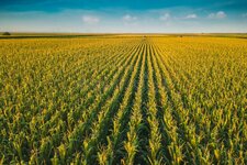 corn-field-drone-perspective-aerial-view-cultivated-green-landscape-140491930.jpg