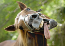 -smiling-horse-png-600_426.jpg