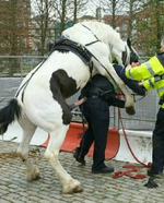 police horse.png