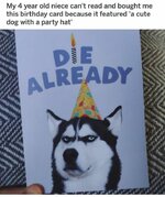 CuteDogWithBirthdayHat.jpg