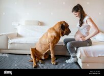 happy-pregnant-woman-with-big-dog-breed-fila-brasileiro-in-home-2AE8PJC.jpg