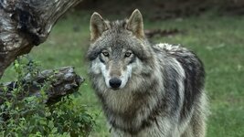 wolf-shutterstock_2400.jpg