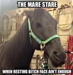 The-Mare-Stare~2.jpg