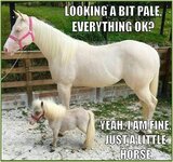 pun-meme-of-a-horse-standing-next-to-a-pony.jpeg