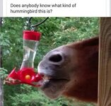 Hummingbird-horse-meme.jpg~2.jpg