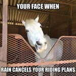 81c0a9454c52909c2468f8ebf6d11a09--equestrian-memes-equestrian-problems.jpg