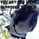 ea413089421e367a44088c4ae1ecce13--funny-horse-quotes-funny-horses.jpg