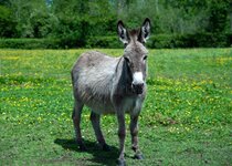 donkey-field-beautiful-portrait-sunny-summer-day-188798542.jpg