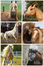 2e1bddaf00d95994b2514d0bfed0a11e--funny-shit-horse-humor.jpg