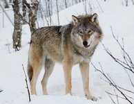 1200px-Eurasian_wolf_2.jpg