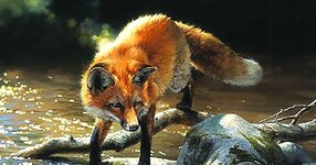 Frogs for Breakfast--Red Fox,Bonnie Marris.jpg