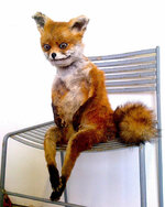 adele_fox_sitting.jpg