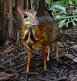 Mouse-deer_Singapore_Zoo_2012.jpeg