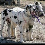 3e671ae20148efb608c5d0806bed8176--mini-horses-horses-and-dogs.jpg