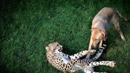 Unlikely animal friendship 4.jpg