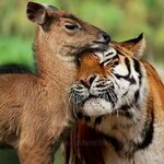 Unlikely animal friendship 6.jpg