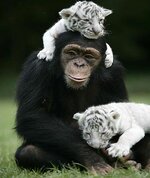 Unlikely animal friendship 8.jpg