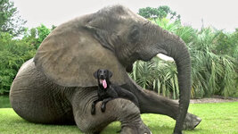 Unlikely animal friendship 9.jpg