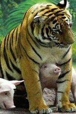 Unlikely animal friendship 10.jpg