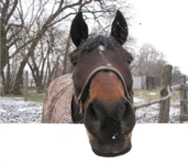 horse.png