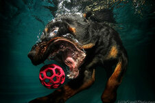 underwater-dogs-seth-casteel-2 (1).jpg