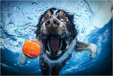 underwater-dogs-seth-casteel-2.jpg