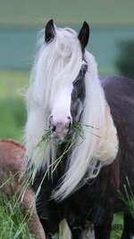 7cb2c5d34ab864b3bf25f8bad8c4ec55--most-beautiful-horses-pretty-horses.jpg